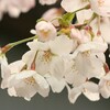 春、根津界隈で桜散歩