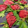 100年先に伝えたい料理の話81「馬刺し」「麦とろ」「トルティーヤ」