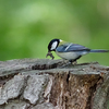 四十雀（シジュウカラ）♂♀