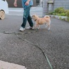 トミーと柴犬