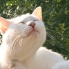 今日のにゃんこ 可愛い猫たちの画像15点【第3回】