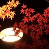 夜紅葉