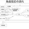 免疫反応の流れ