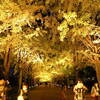 夜の昭和記念公園にライトアップされたイチョウ並木を見てきました「黄葉紅葉まつり＆秋の夜散歩2020」