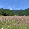 清住コスモス園