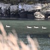 4羽と4羽と4羽