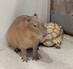 ふれあい動物園『アニタッチ』に行って、たくさん写真を撮ってきた