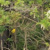 動物園裏の野鳥を紹介（２０２０　０５３０）その３。