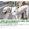 盲導犬