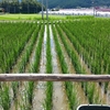 田んぼの草取り　DAY８、、、