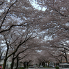 神奈川県内陸部も桜が満開です