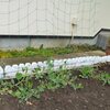 スイトピーのカーテンがまもなく登場です