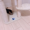 ｳﾆｬｧﾝｯ🐈🍼