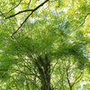 新緑の季節が一番好きかも。