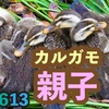 【小雨→大雨】雨の中のカルガモ親子.マルガモ農法、キセルガイ　0613今日撮り野鳥動画まとめ