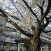 平成公園の桜