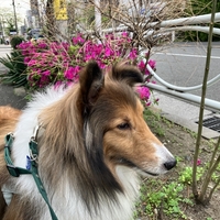 シェルティと休日散歩：毛にからまる桜の残骸に要注意