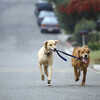 二匹の犬が示した「友情」