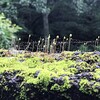 苔の新芽（入学生）の初々しさ