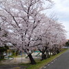 ＜写真＞阿久比町紹介シリーズ！南風公園の桜