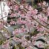樹源寺の枝垂桜