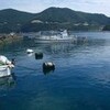 ハゼ3匹がひとつの巣穴に。。。柏島の海！