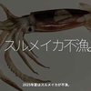 2803食目「スルメイカ不漁。」2025年夏はスルメイカが不漁。