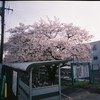 Jogしながら桜巡り　～フィルムカメラを持って～