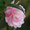 山茶花