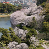 横浜の桜2019　～三渓園・柏尾川～