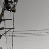 鳥の集会？