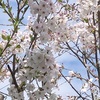 八重桜花びら厚く吾薄着