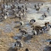 安曇野市にある御宝田遊水池に白鳥を見に行ったのに、鴨の大群しかいなかったお話し。