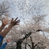 桜、満開です［20190419］