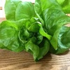 サラダ菜