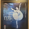 🦢白鳥の湖　舞台稽古見学　2024/04/25🫧
