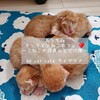 おうちdeねこカフェ～こねこの成長みとどけ隊～