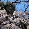 二ヶ領用水の桜の開花状況（2019/3/24時点）