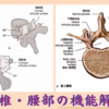 腰椎・腰部の機能解剖　関節突起・椎間関節・椎弓根・前縦靭帯・後縦靭帯・黄色靭帯・棘間靭帯・棘上靭帯・横突間靭帯・腸腰靭帯・椎間板・関節軟骨・関節包・滑膜