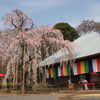 慈眼寺のしだれ桜2011