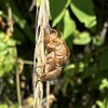 お盆で帰郷　年一回の渓