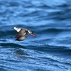 講演会「モシルンチカハ──島にいる海鳥たち」、写真展「ケイマフリ展──北方圏の海鳥たち」