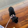 まろにー2453日目