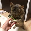 プーチンさん（ぬこ）がお野菜ダイエット食を食べる姿をご覧ください