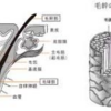髪が伸びるメカニズムは、毛根にある