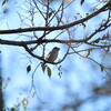 個人的には今季初のシメとウソの鳴き声(大阪城野鳥探鳥 2017/12/10 6:15-13:10)