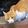 爪とぎ上のハナ