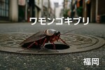 福岡で急増！日本最大のゴキブリ「ワモンゴキブリ」とは？なぜ増えた？温暖化で定着した驚きの生態と対策方法