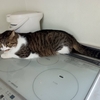 猫と病院