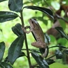 アマガエルの木登りラブリーアクション動画♡